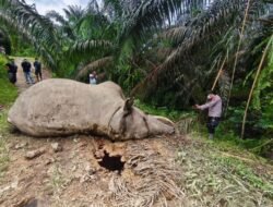 Dua Gajah Sumatera Mati Beruntun, BKSDA Aceh Didesak Evaluasi