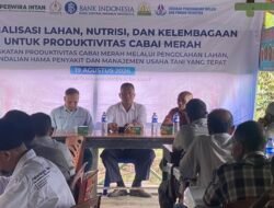 Dorong Produktivitas Cabai, Bank Indonesia Aceh Perkuat Klaster Petani di Aceh Barat