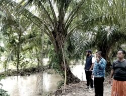 Pemkab Abdya Tinjau Kerusakan Persawahan Akibat Luapan Air