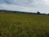 Petani Aceh Besar Desak Pemerintah Bangun Fasilitas Pengering Gabah
