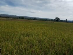 Petani Aceh Besar Desak Pemerintah Bangun Fasilitas Pengering Gabah