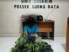 Polisi Amankan Pria yang Diduga Tanam Ganja di Pekarangan Rumah di Banda Aceh