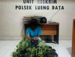 Polisi Amankan Pria yang Diduga Tanam Ganja di Pekarangan Rumah di Banda Aceh